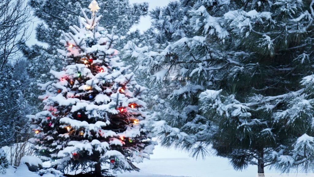 Snow covered Christmas tree with lights outdoors