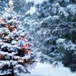 Snow covered Christmas tree with lights outdoors