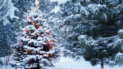 Snow covered Christmas tree with lights outdoors
