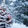 Snow covered Christmas tree with lights outdoors